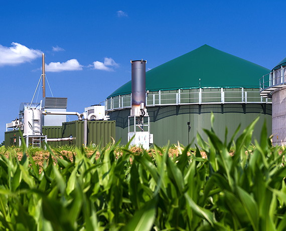 Blick vom Maisfeld auf eine Biogasanlage