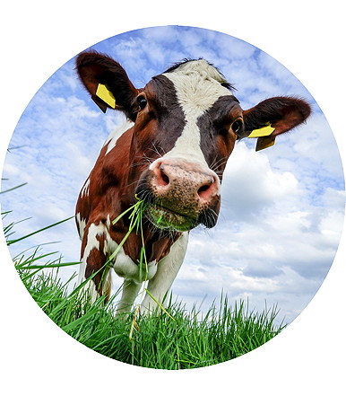 Froschperspektive grasende Kuh schaut in die Kamera